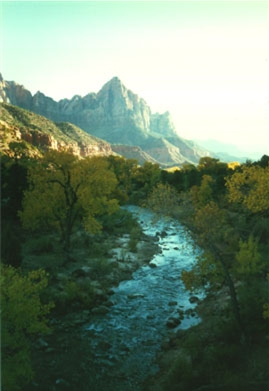 The cottonwoods at Zion